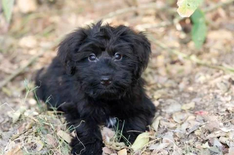 Cute Dog Stock Photos