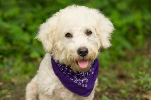 Cute Dog Stock Photos