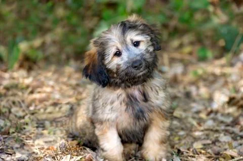 Cute Dog Stock Photos