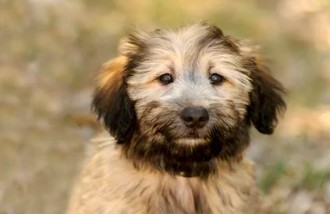 Cute Dog Stock Photos
