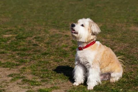 The cute dog Stock Photos