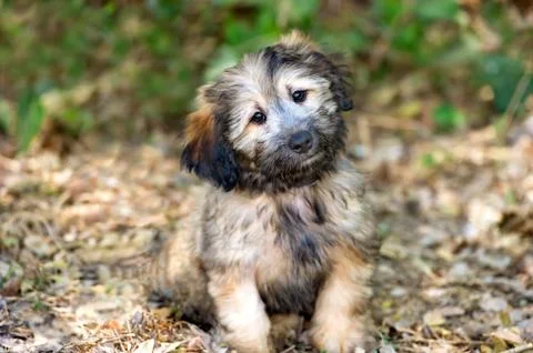 Cute Dog Stock Photos