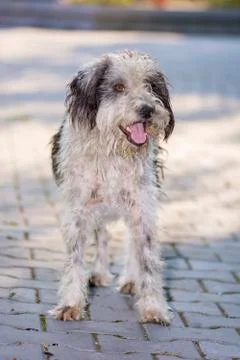 Cute dog Stock Photos
