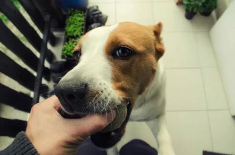 Cute dog Stock-Fotos