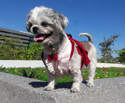 Cute dog Stock Photos
