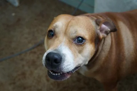 Cute Dog 스톡 사진