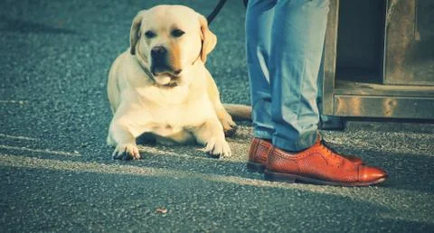 A cute dog Stock Photos