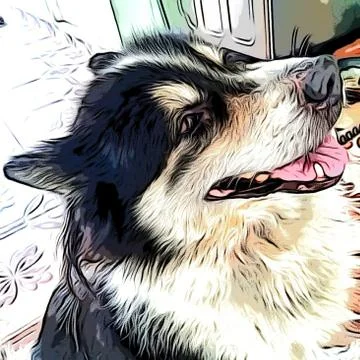 The Cute Dog Stock Photos
