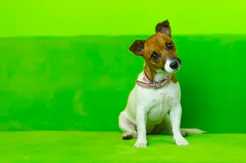 Cute dog Stock Photos