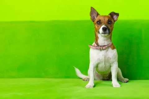Cute dog Stock Photos