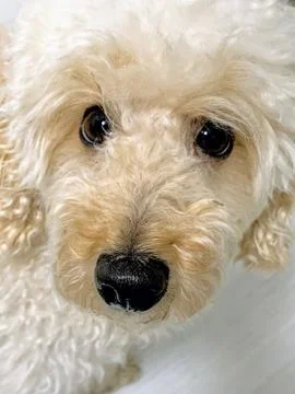 Cute dog Stock Photos