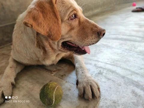 A CUTE DOG Stock Photos