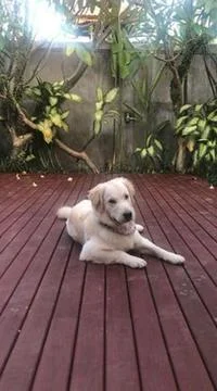 Cute dog Stock Photos