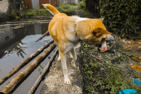A cute dog Stock Photos