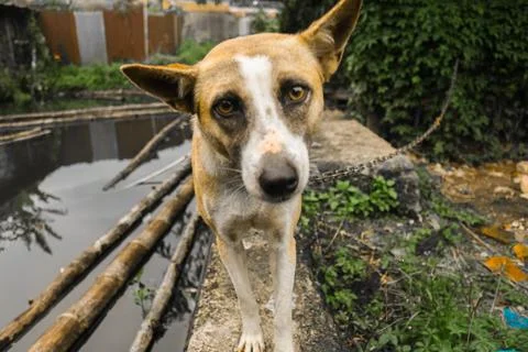 A cute dog Foto stock