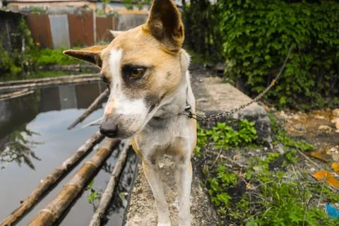 A cute dog Stock Photos