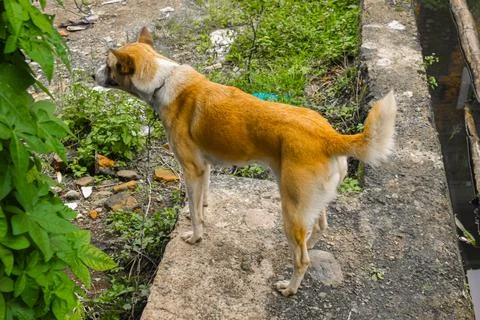 A cute dog Stock Photos