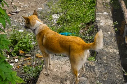 A cute dog Stock Photos