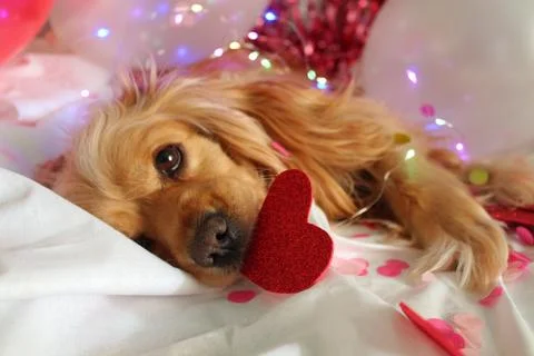 Cute dog Stock Photos