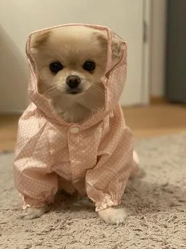 Cute dog Stock Photos