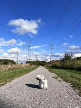 Cute dog Stock Photos