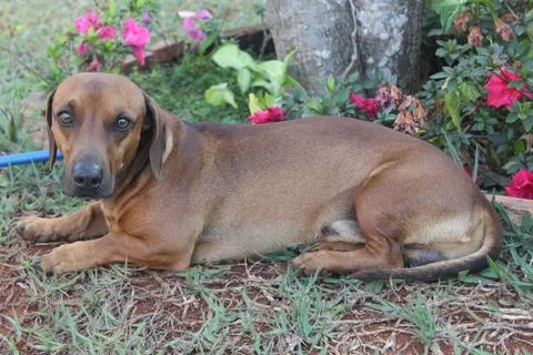 Cute dog Stockfoto's