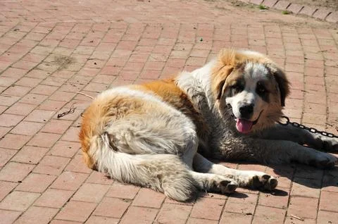 A cute dog Stock Photos