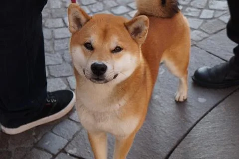 Cute dog Stock Photos