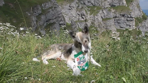 Cute dog playing Video stock 29151601