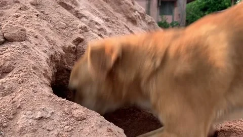 Cute dog playing Stock Footage 130199498