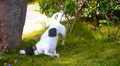 Cute Dog Playing in Grass HD Footage