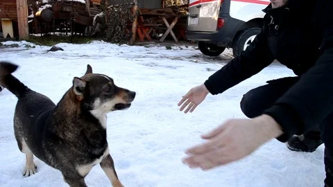 A cute dog playing with his owner Stock Footage 101960728