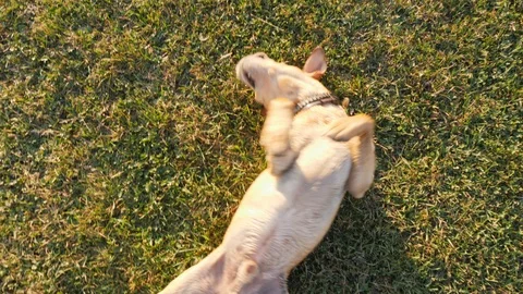 A cute dog playing lying on the grass Stock Footage 100641962
