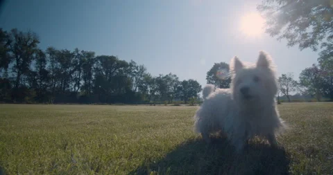 Cute dog playing in park 库存影片 134509840