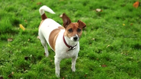 Cute dog playing with stick and looking at the camera, funny jack russell Stock Footage 45159201