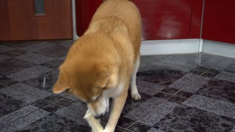 Cute dog playing with toy bone and throws a bone up, Shiba Inu Stock Footage 101353946