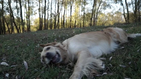 Cute dog plays on the lawn 库存影片 97629370