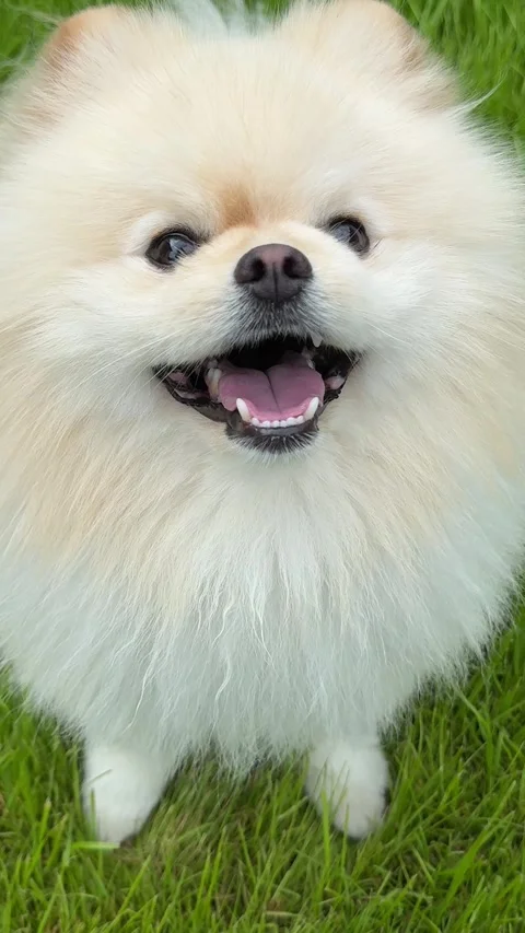Cute dog Pomeranian spitz is yapping vertical video Stock Footage 336531938