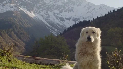 Cute dog posing on background of beautiful landscape. Shepherd dog sitting in Stock Footage 198117588