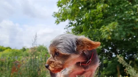 Cute Dog is Posing Stock Footage 209729701