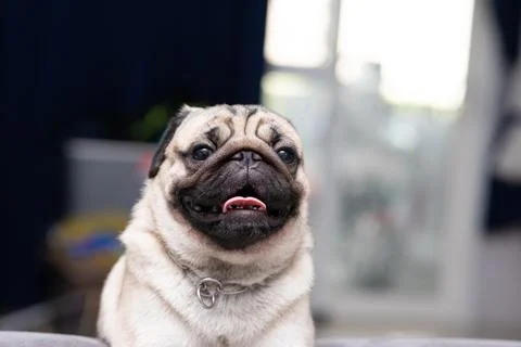 Cute dog pug breed have a question and making funny face feeling so happiness Stock Photos