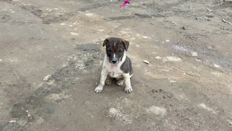 Cute dog puppy, 20 days old puppy, puppy Video stock 167693953
