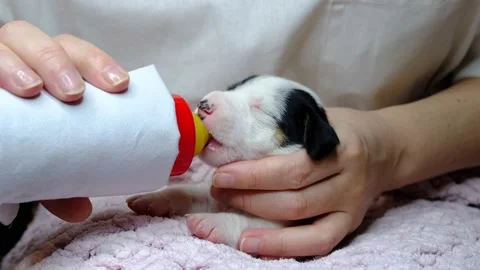 Cute dog puppy. Stock Footage 170836429