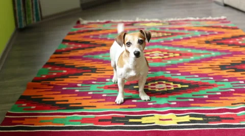 Cute dog red interior Vídeo Stock 53355575