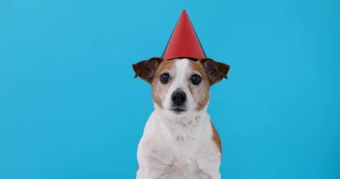 Cute dog in red party hat Designed Stock Footage 106797637