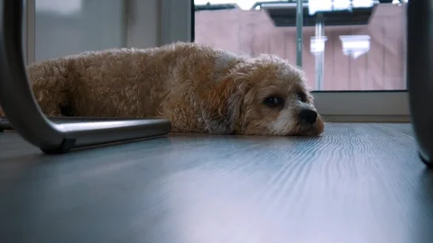 Cute Dog Relaxing On The Floor Stock Footage 106360880