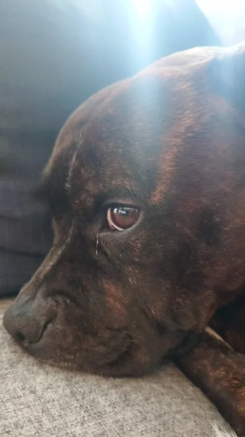 Cute dog resting Video stock 294403581