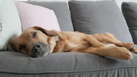 Cute dog resting on a sofa Vídeos de archivo 249664981
