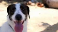 Cute Dog Resting on the Sunny Beach and Feeling very Hot. Close up Portrait. HD Footage