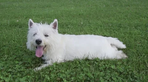 Cute dog rolls over in grass Vídeo Stock 51021076